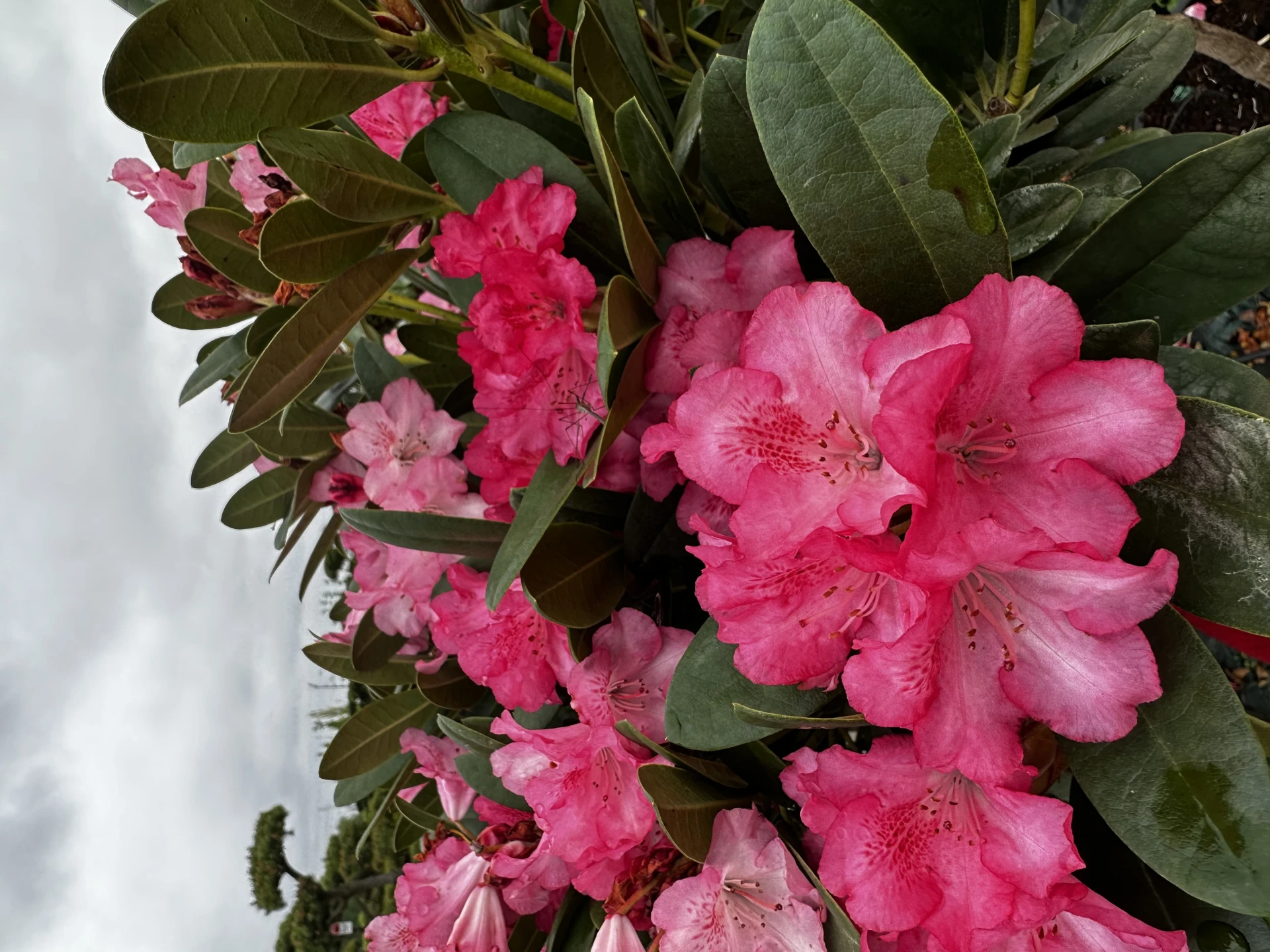 Rhododendron 'Polaris' (Różanecznik wielkokwiatowy 'Polaris')