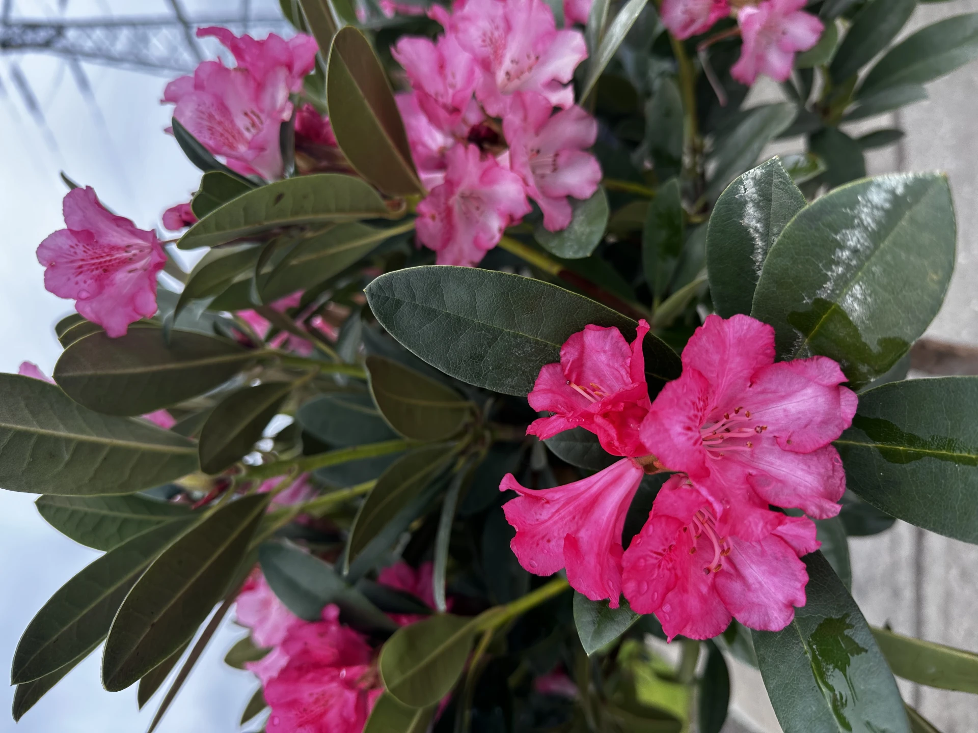 Rhododendron 'Polaris' (Różanecznik wielkokwiatowy 'Polaris')