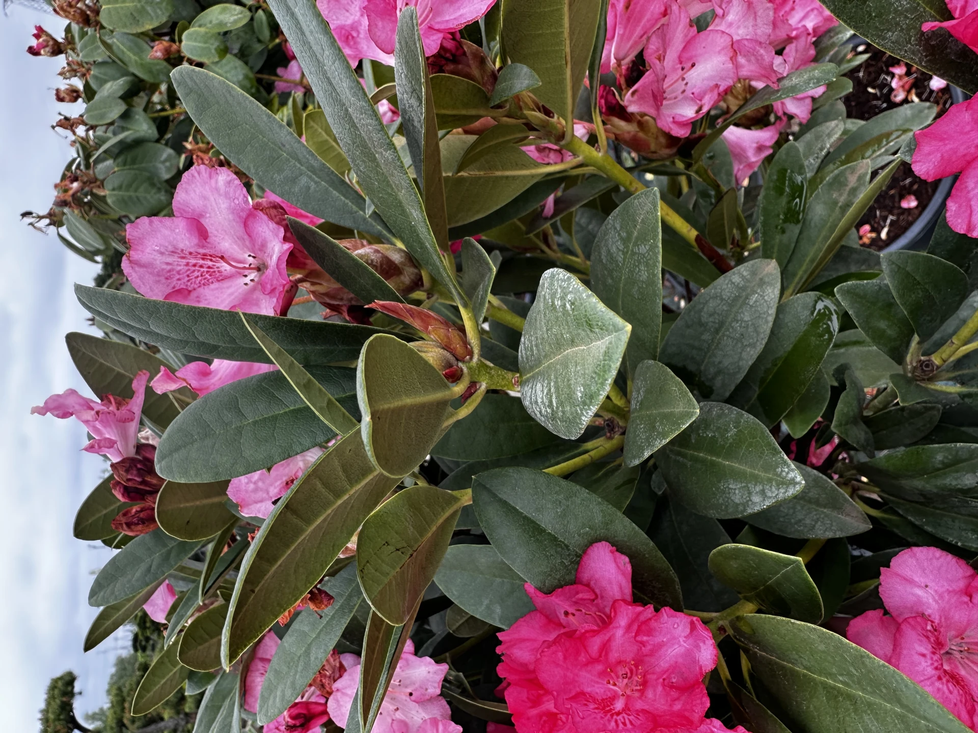 Rhododendron 'Polaris' (Różanecznik wielkokwiatowy 'Polaris')