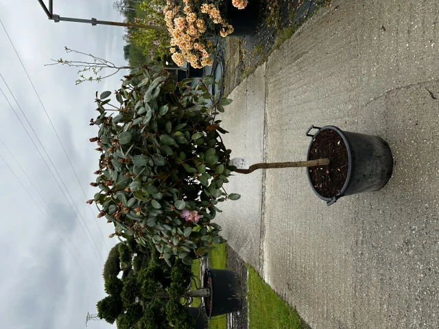 Rhododendron 'Andrea' (Różanecznik wielkokwiatowy 'Andrea')