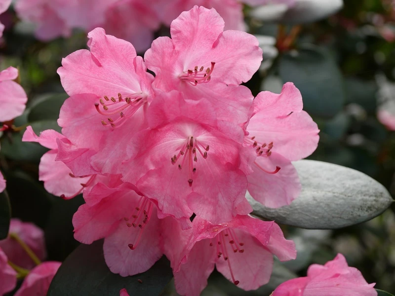Rhododendron 'Andrea' (Różanecznik wielkokwiatowy 'Andrea')