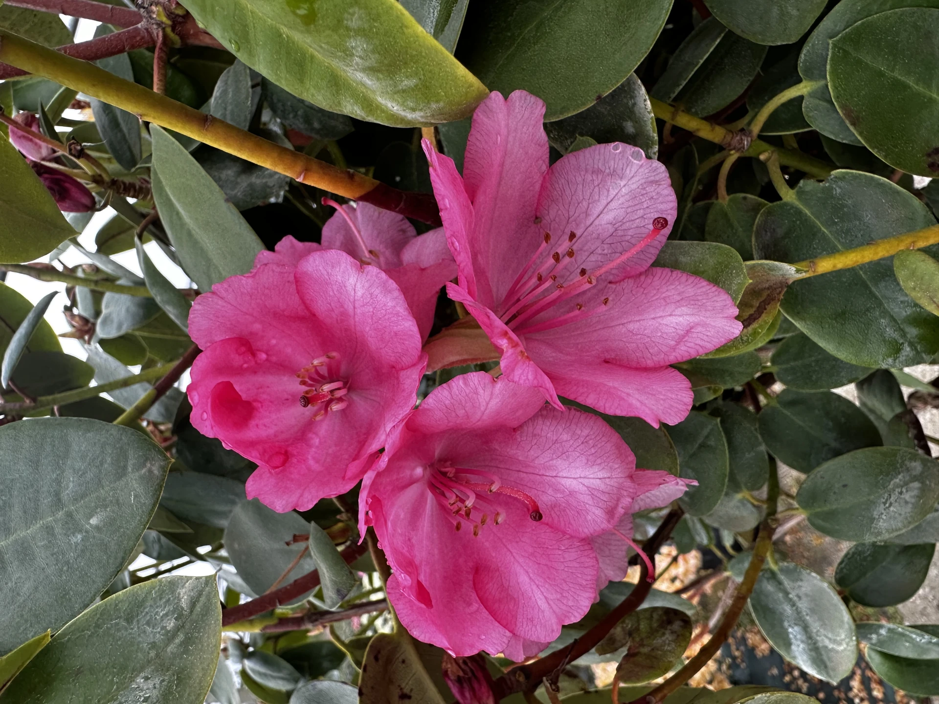 Rhododendron 'Andrea' (Różanecznik wielkokwiatowy 'Andrea')