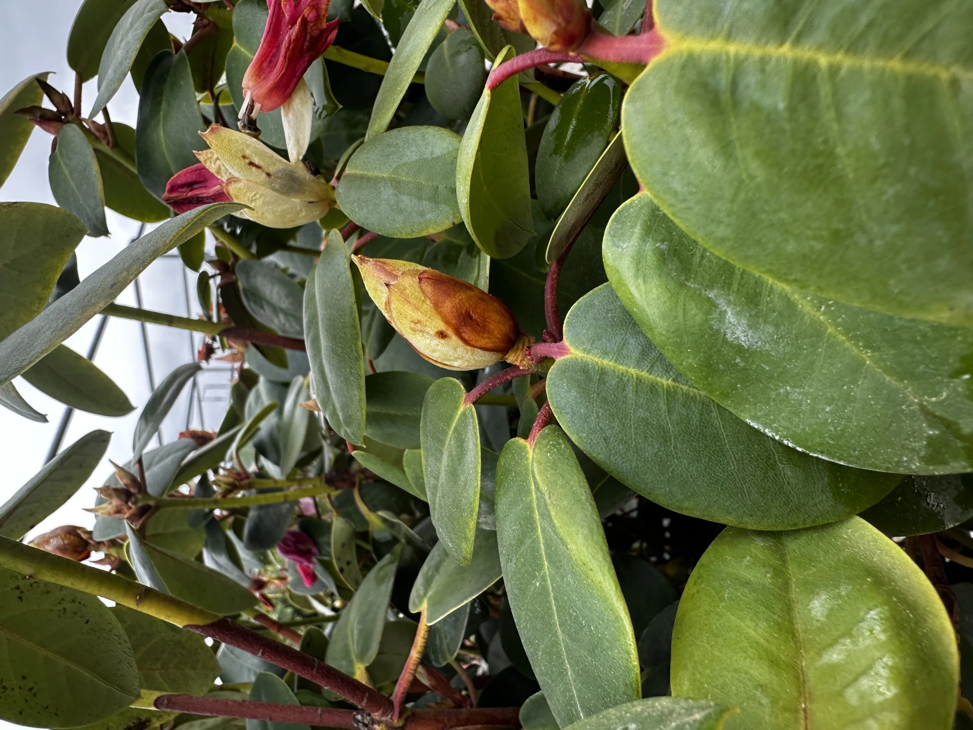 Rhododendron 'Andrea' (Różanecznik wielkokwiatowy 'Andrea')