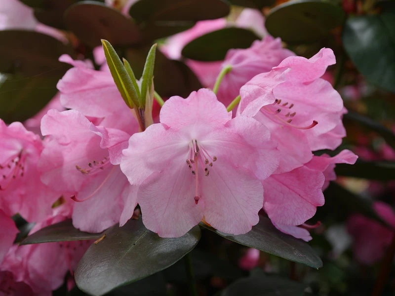 Rhododendron 'Andrea' (Różanecznik wielkokwiatowy 'Andrea')