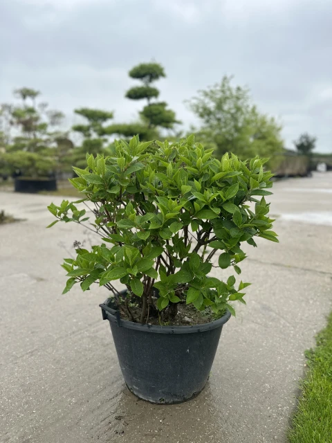 Hydrangea paniculata 'Prim'White' (Hortensja wiechowata 'Prim'White')