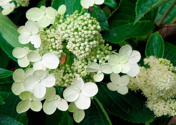 Hydrangea paniculata 'Prim'White' (Hortensja wiechowata 'Prim'White')
