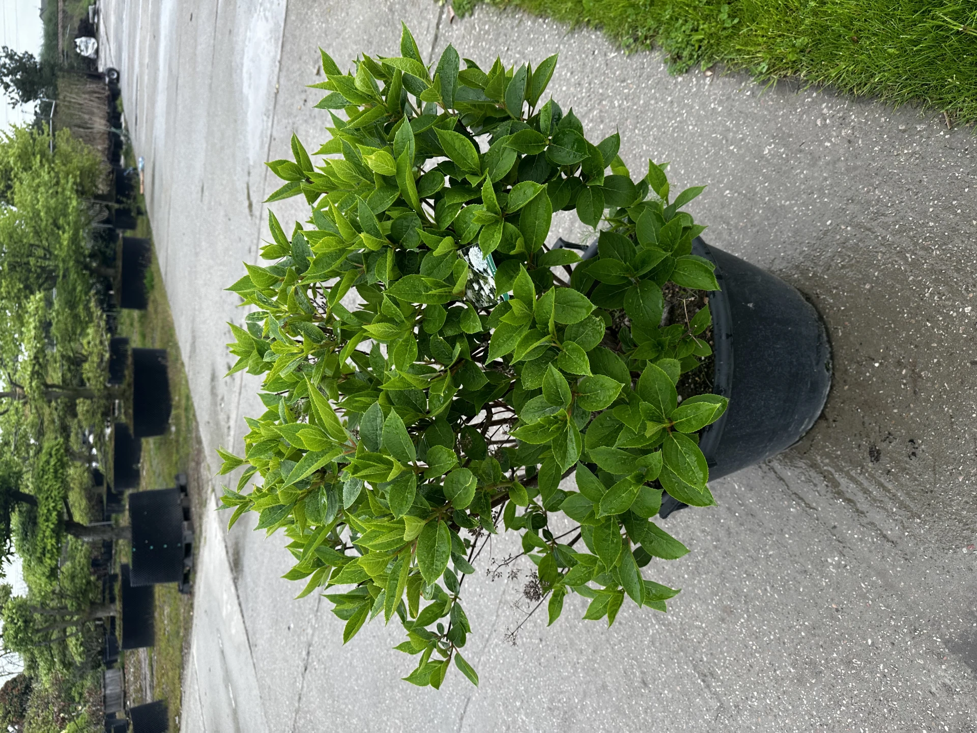 Hydrangea paniculata 'Prim'White' (Hortensja wiechowata 'Prim'White')