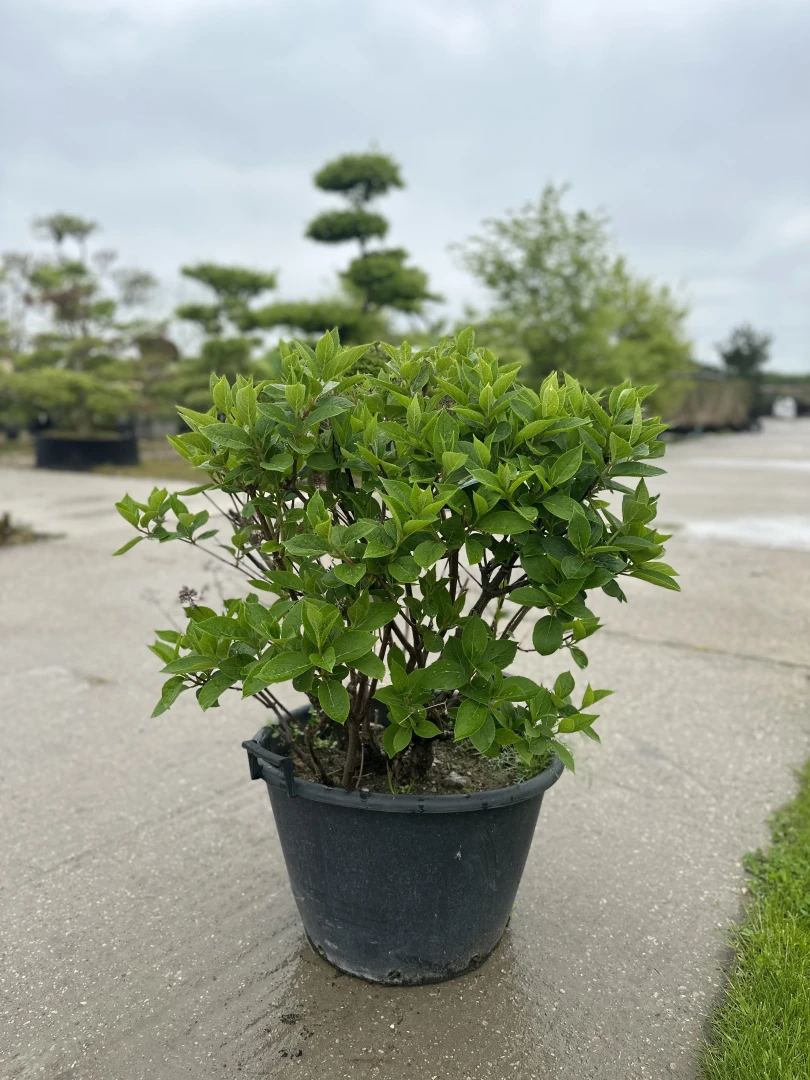 Hydrangea paniculata 'Prim'White' (Hortensja wiechowata 'Prim'White')