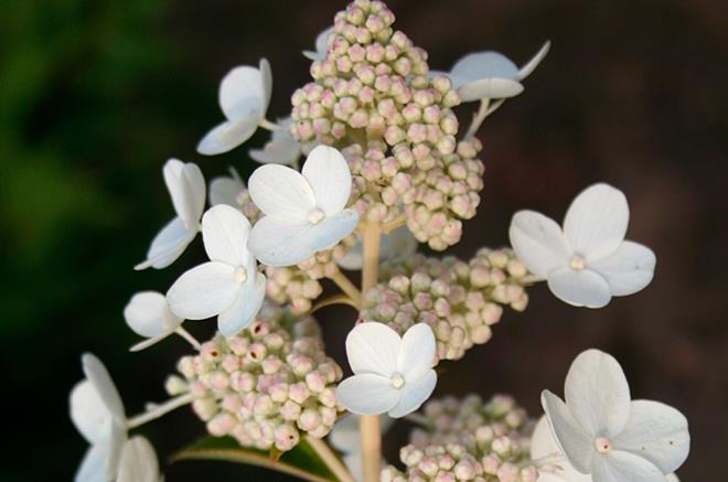 Hydrangea paniculata 'Prim'White' (Hortensja wiechowata 'Prim'White')
