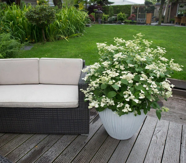 Hydrangea paniculata 'Prim'White' (Hortensja wiechowata 'Prim'White')