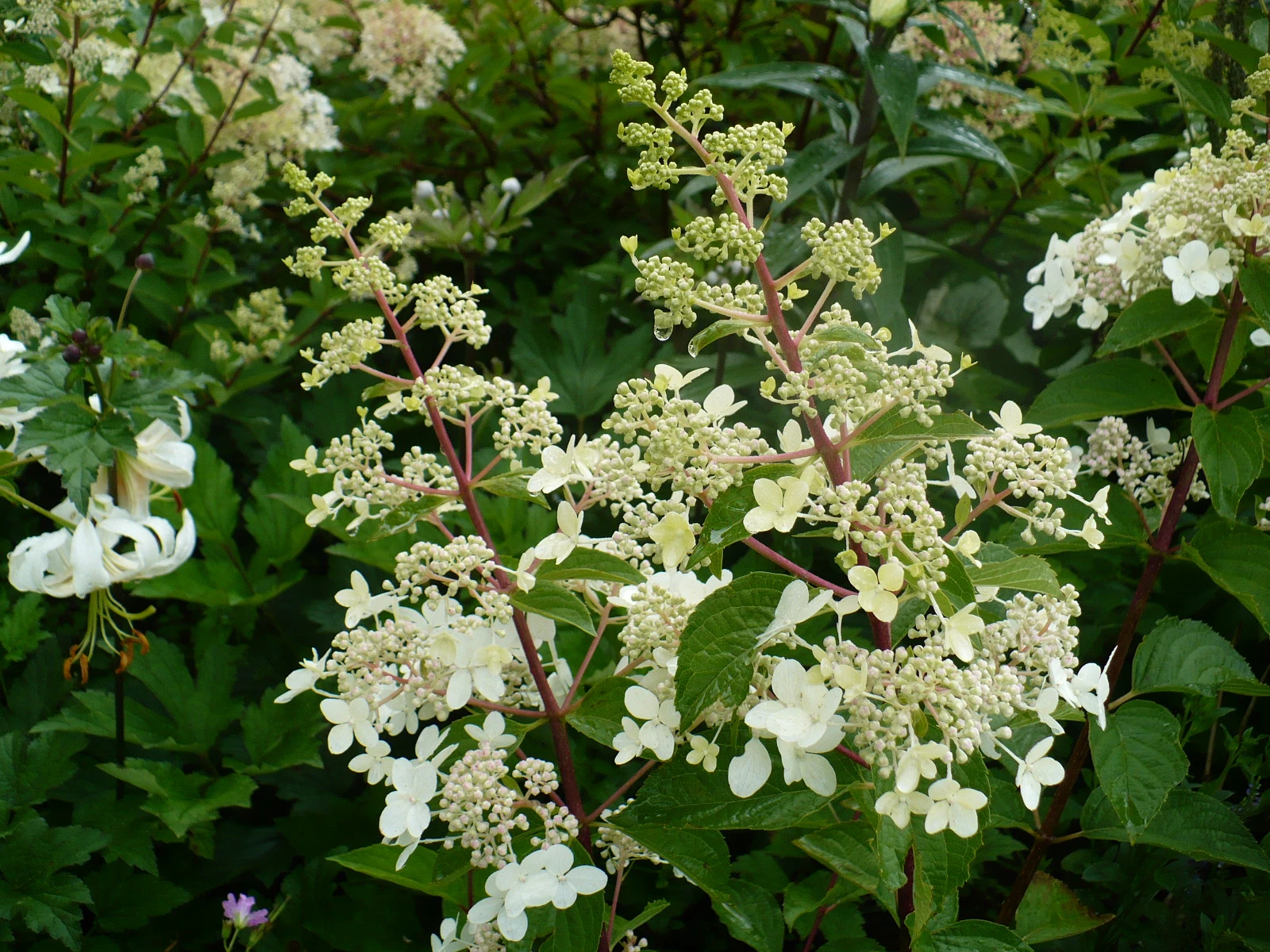 Hydrangea paniculata 'Prim'White' (Hortensja wiechowata 'Prim'White')