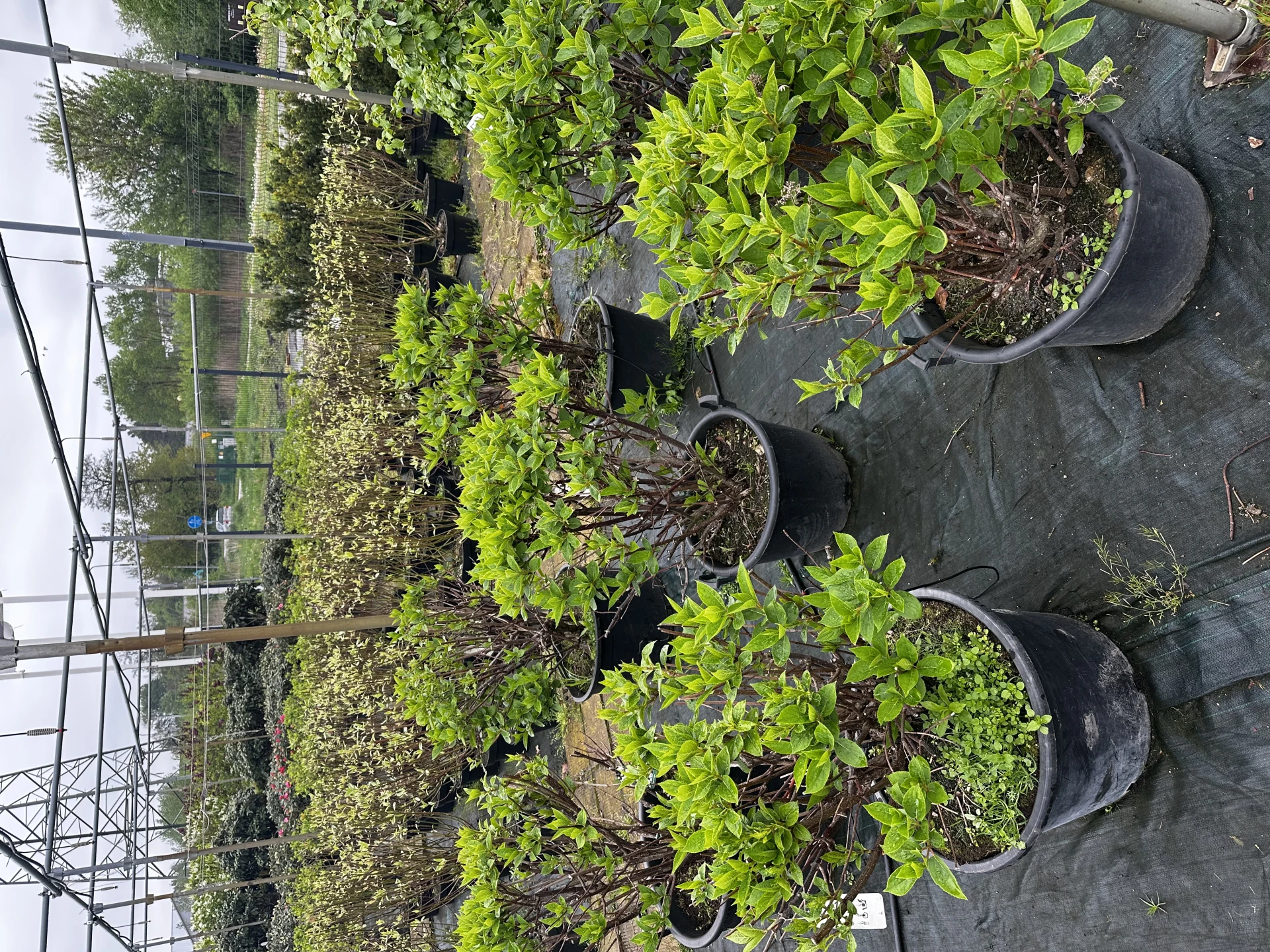 Hydrangea paniculata 'Prim'White' (Hortensja wiechowata 'Prim'White')
