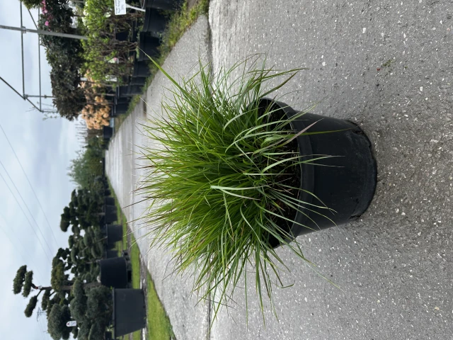 Pennisetum alopecuroides 'Hameln' ( Rozplenica japońska 'Hameln' )