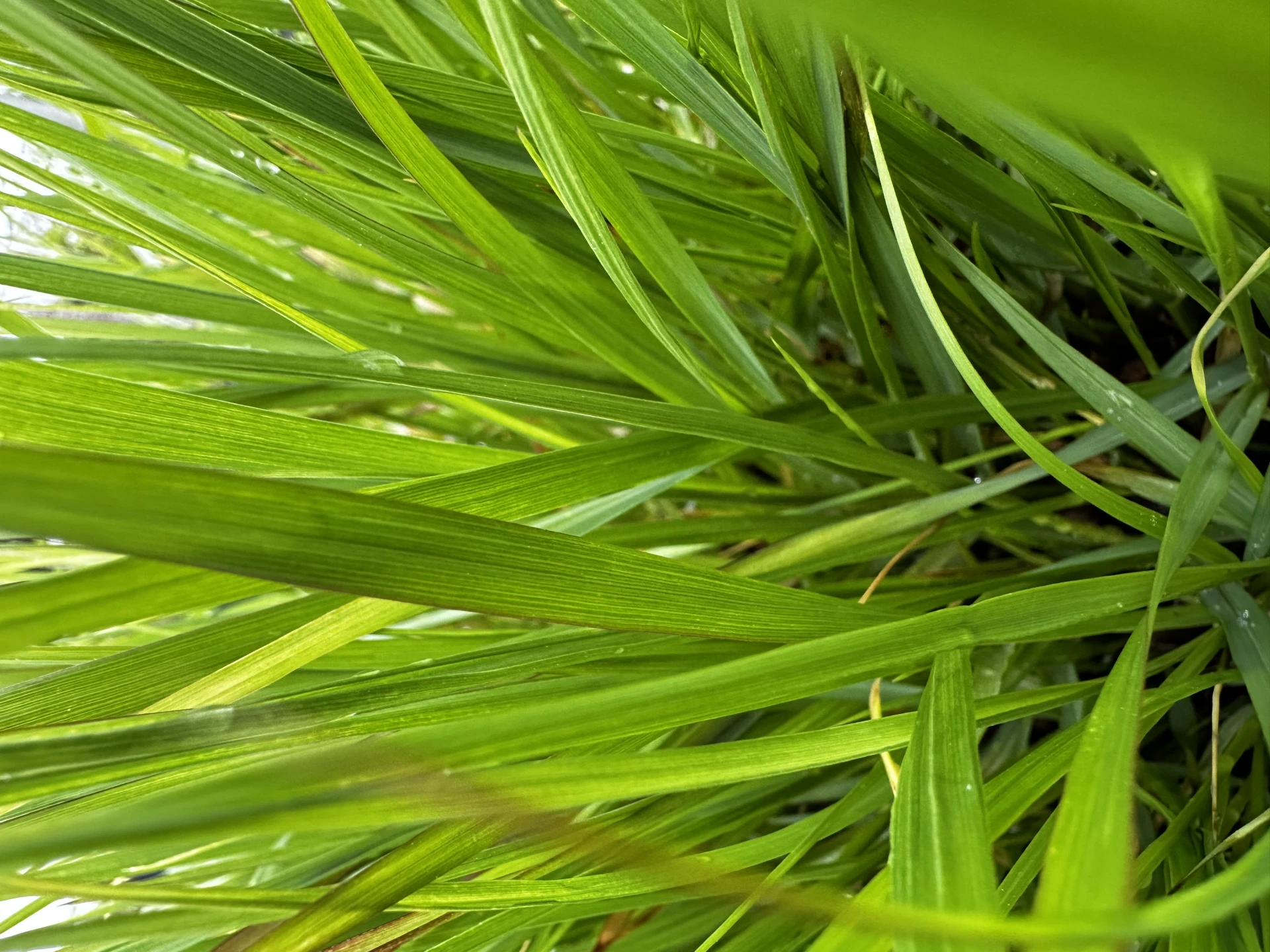 Pennisetum alopecuroides 'Hameln' ( Rozplenica japońska 'Hameln' )