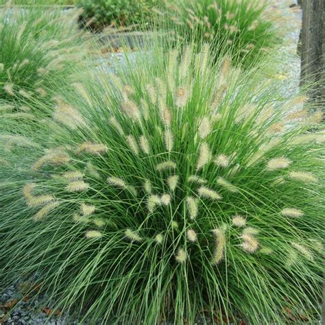 Pennisetum alopecuroides 'Hameln' ( Rozplenica japońska 'Hameln' )