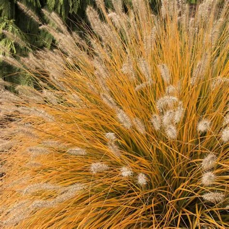 Pennisetum alopecuroides 'Hameln' ( Rozplenica japońska 'Hameln' )