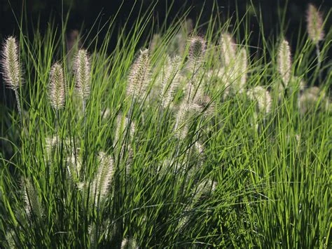 Pennisetum alopecuroides 'Hameln' ( Rozplenica japońska 'Hameln' )