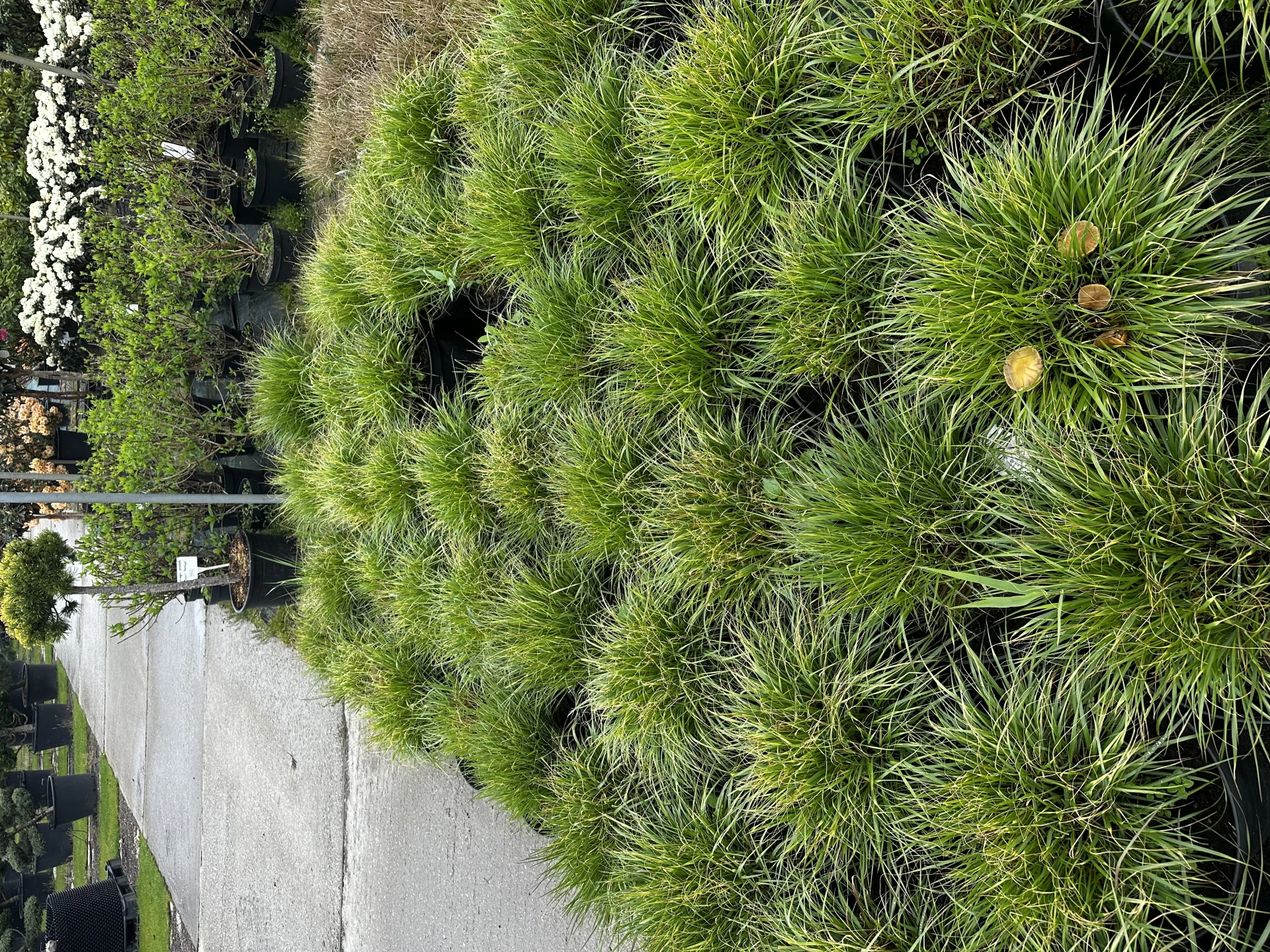 Pennisetum alopecuroides 'Hameln' ( Rozplenica japońska 'Hameln' )
