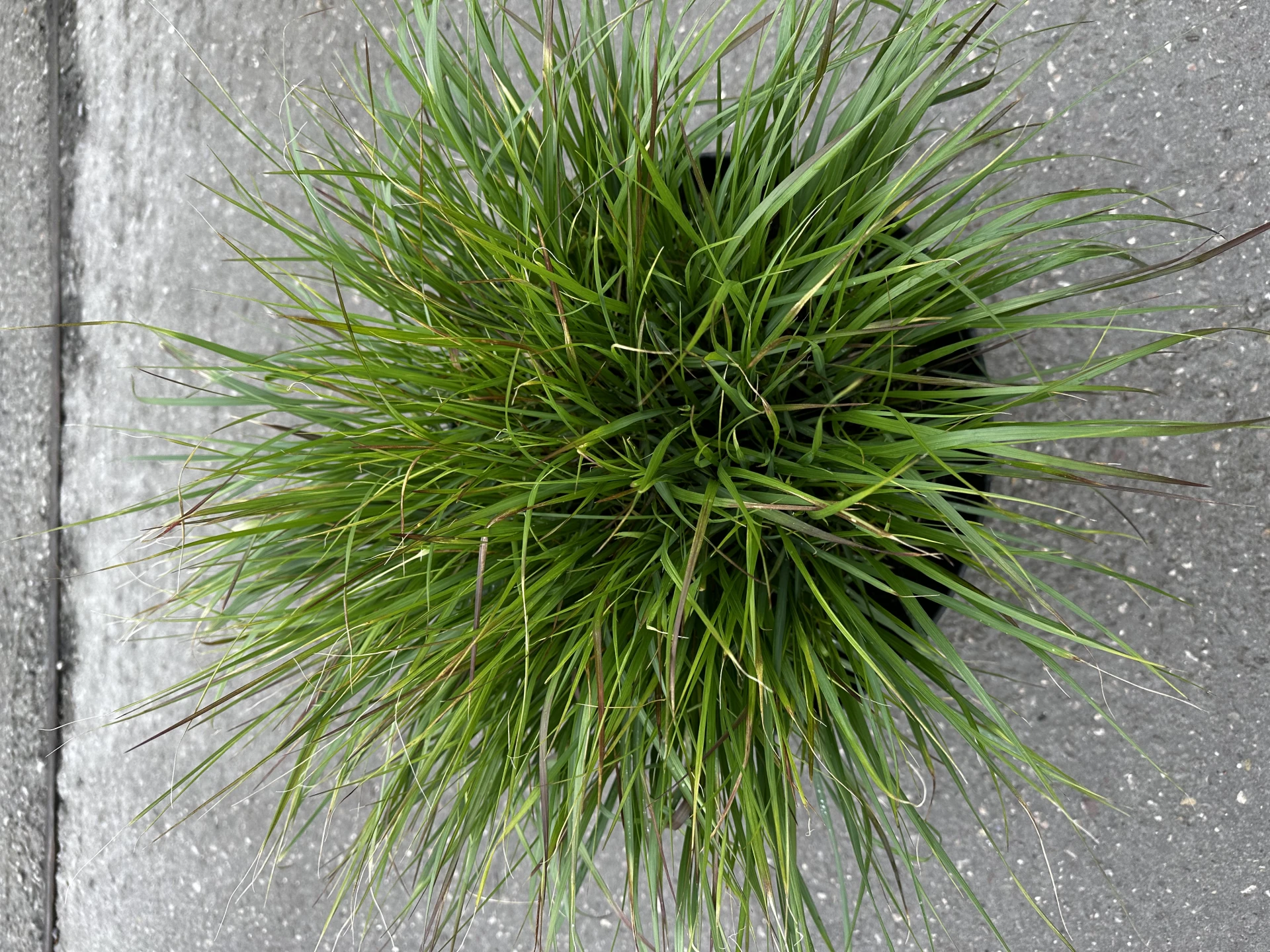 Pennisetum alopecuroides 'Hameln' ( Rozplenica japońska 'Hameln' )