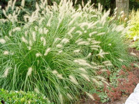 Pennisetum alopecuroides 'Hameln' ( Rozplenica japońska 'Hameln' )