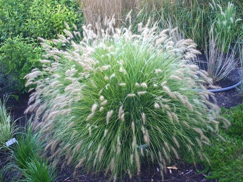 Pennisetum alopecuroides 'Hameln' ( Rozplenica japońska 'Hameln' )