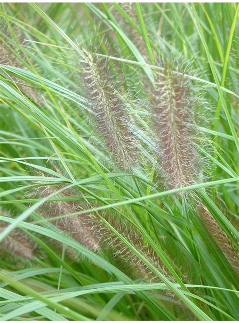 Pennisetum alopecuroides 'Hameln' ( Rozplenica japońska 'Hameln' )