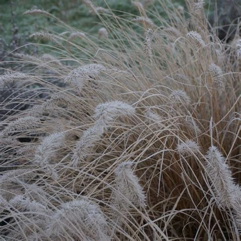 Pennisetum alopecuroides 'Hameln' ( Rozplenica japońska 'Hameln' )