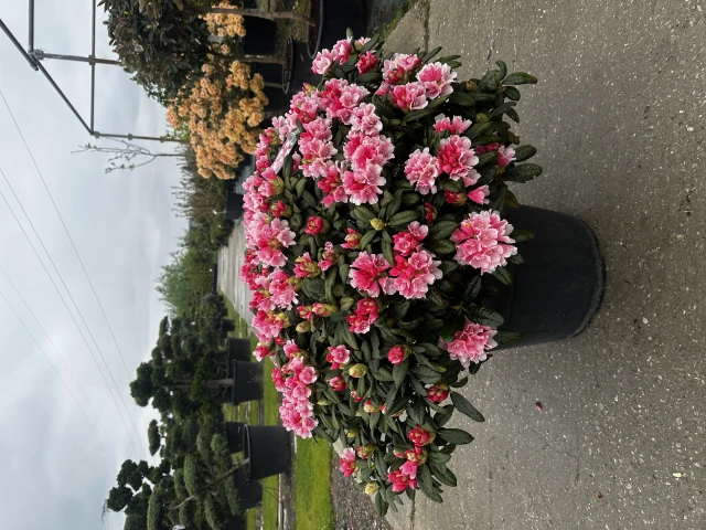Rhododendron yakushimanum 'Colibri' (Różanecznik jakuszimański 'Colibri')