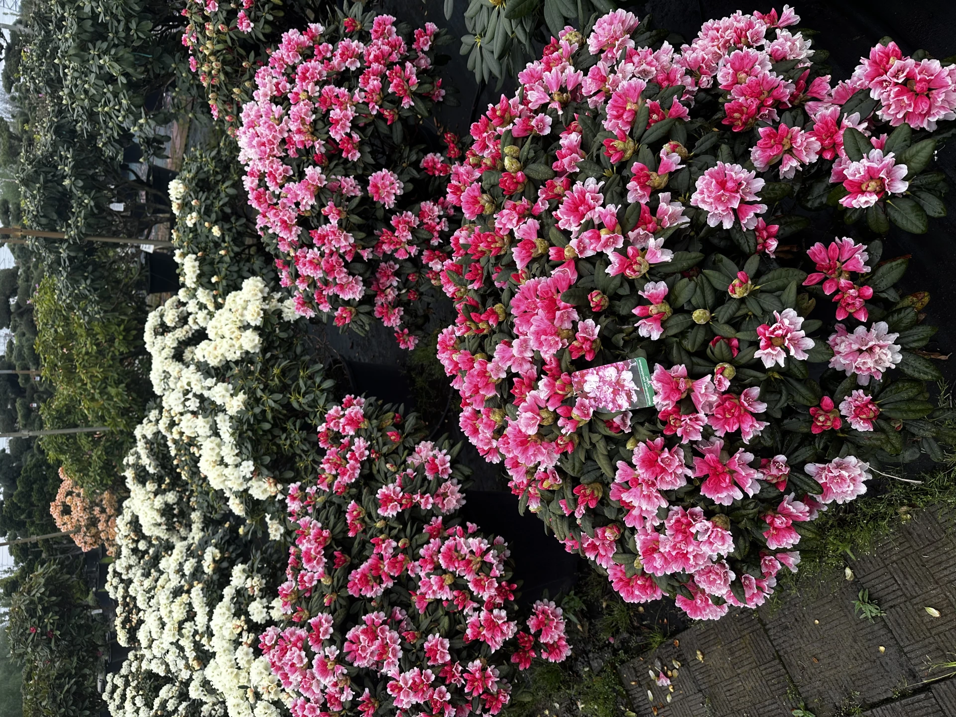 Rhododendron yakushimanum 'Colibri' (Różanecznik jakuszimański 'Colibri')