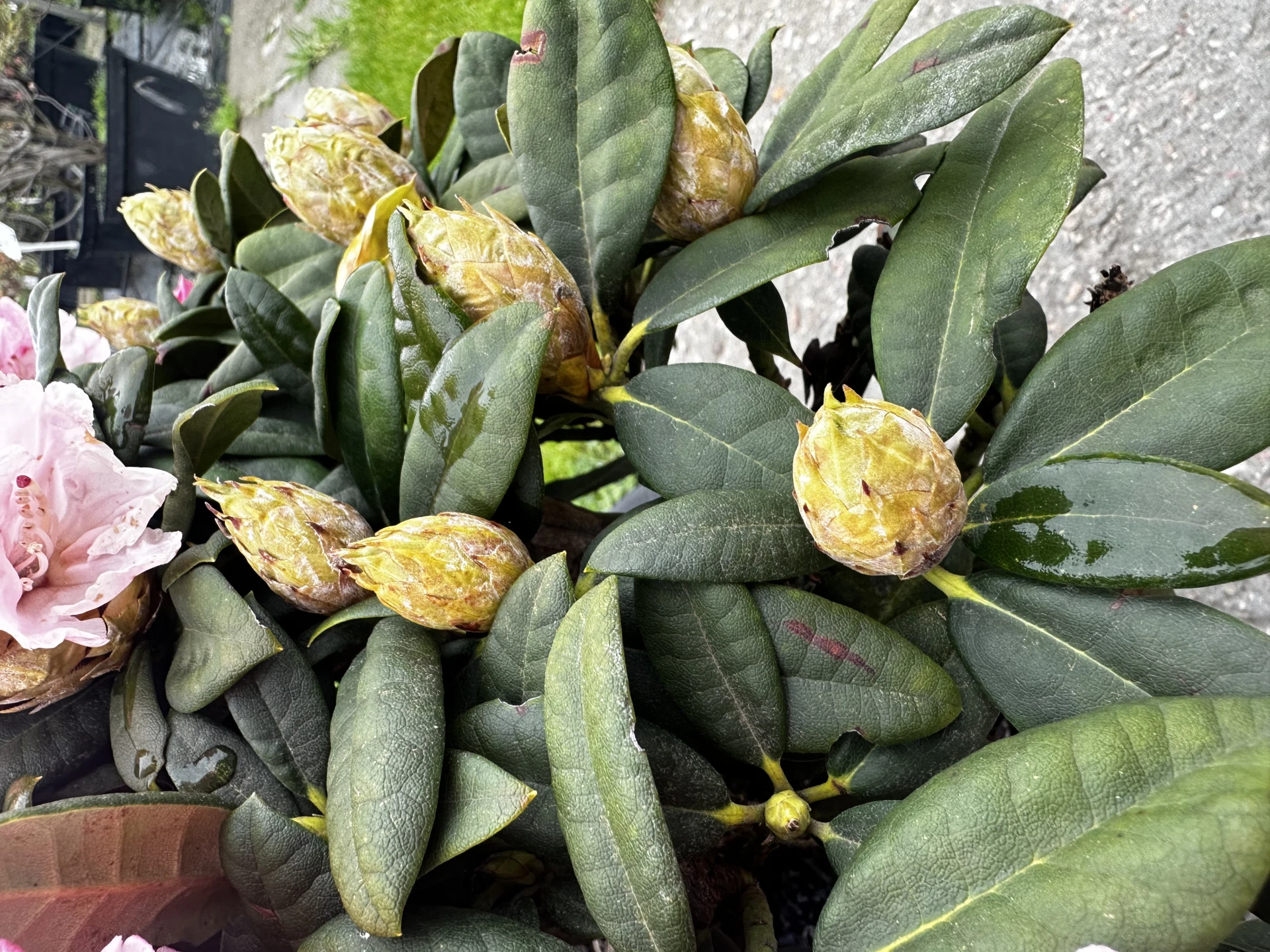 Rhododendron yakushimanum 'Colibri' (Różanecznik jakuszimański 'Colibri')