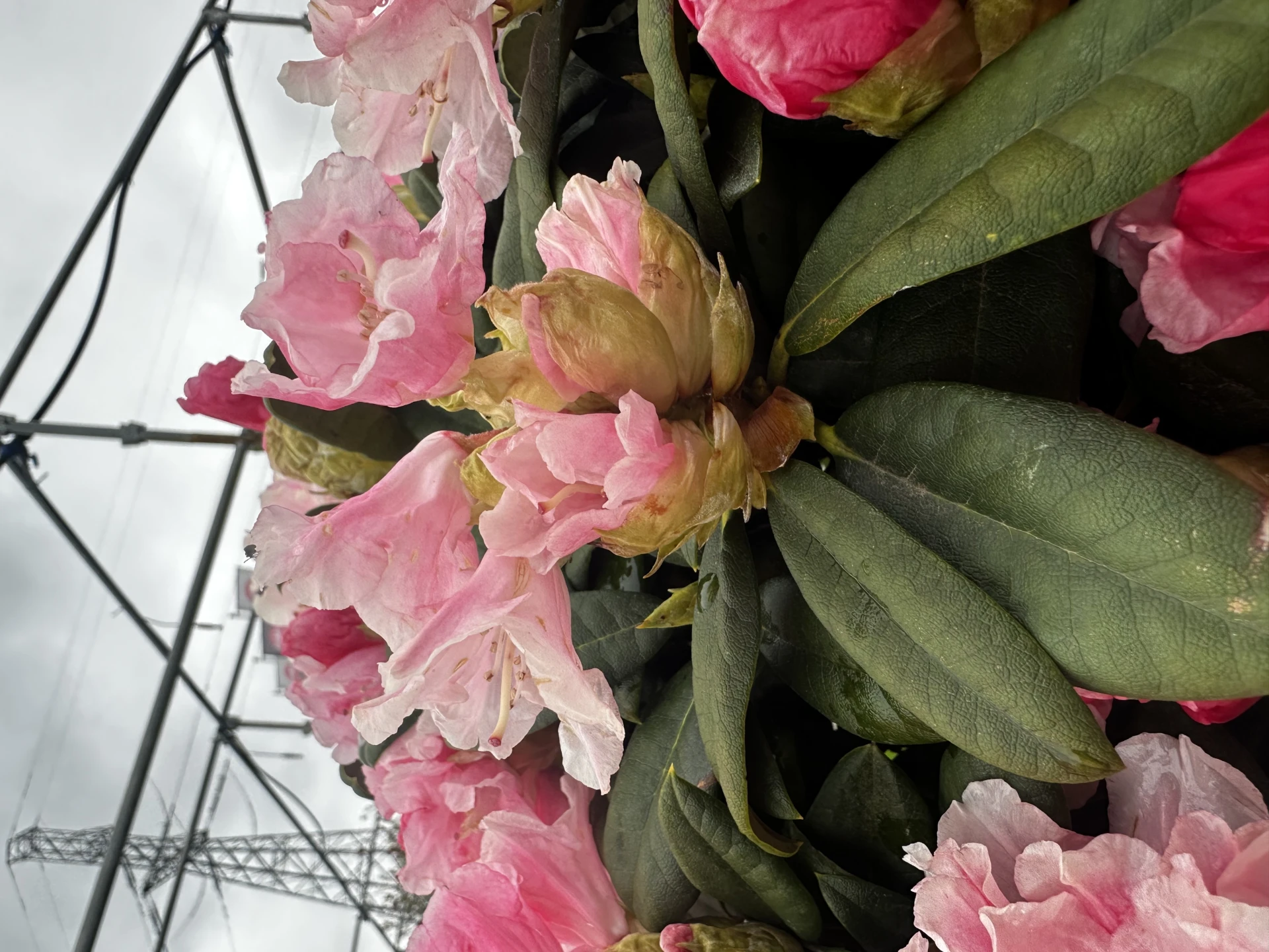 Rhododendron yakushimanum 'Colibri' (Różanecznik jakuszimański 'Colibri')