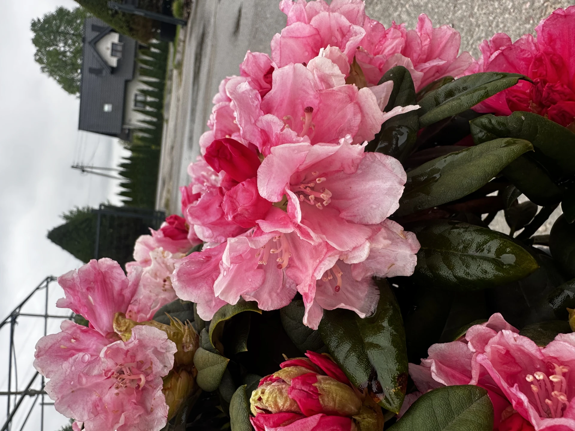 Rhododendron yakushimanum 'Colibri' (Różanecznik jakuszimański 'Colibri')