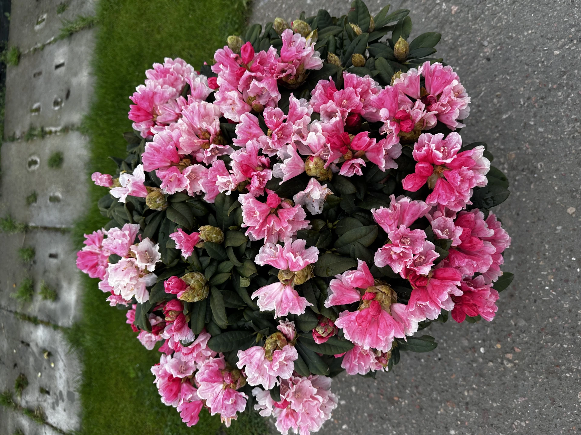 Rhododendron yakushimanum 'Colibri' (Różanecznik jakuszimański 'Colibri')