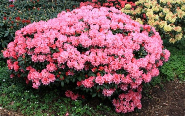 Rhododendron yakushimanum 'Colibri' (Różanecznik jakuszimański 'Colibri')
