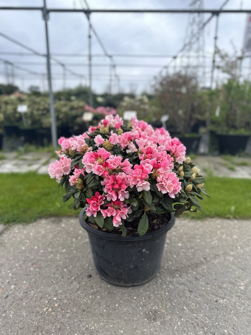Rhododendron yakushimanum 'Colibri' (Różanecznik jakuszimański 'Colibri')