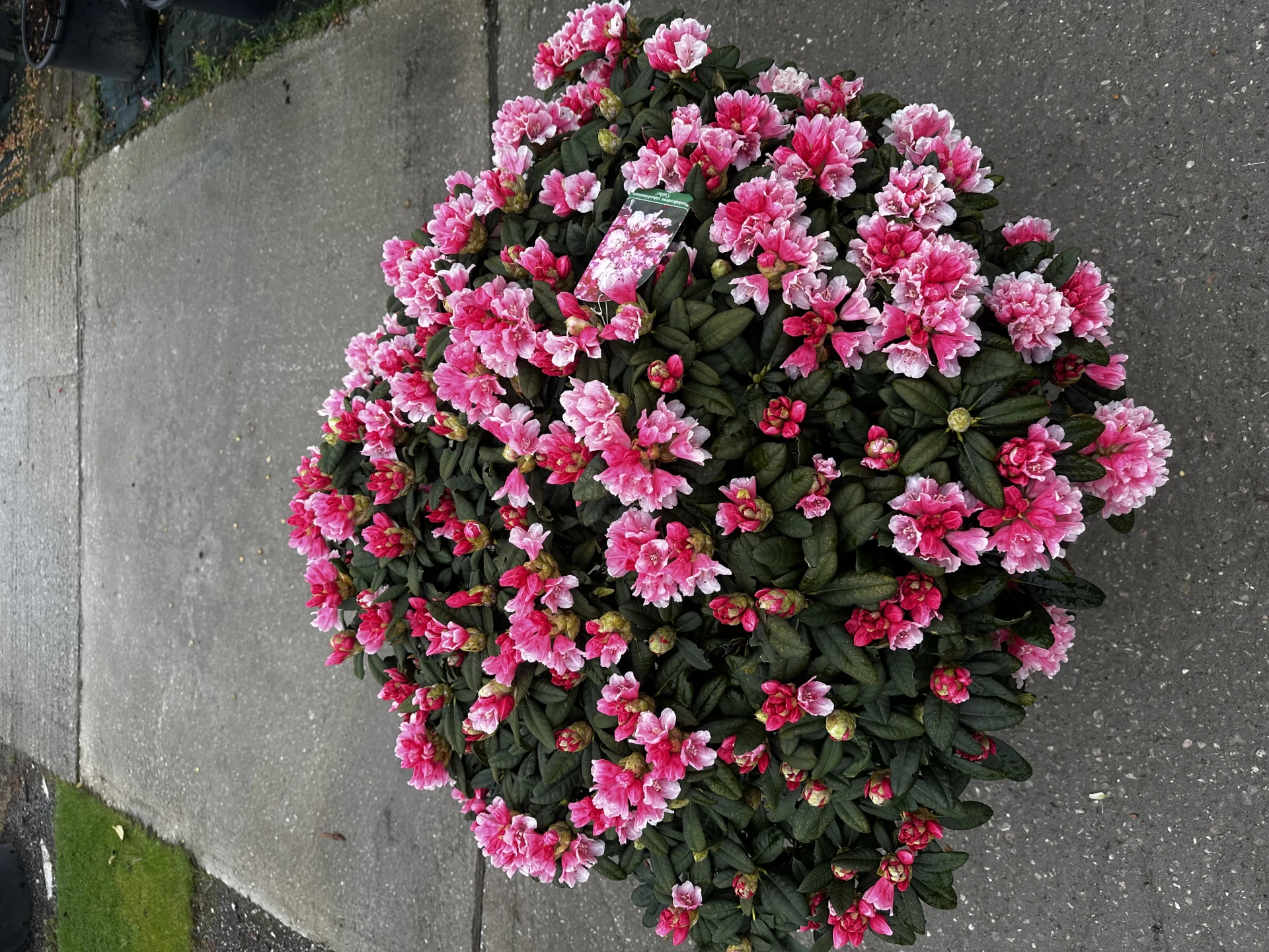Rhododendron yakushimanum 'Colibri' (Różanecznik jakuszimański 'Colibri')