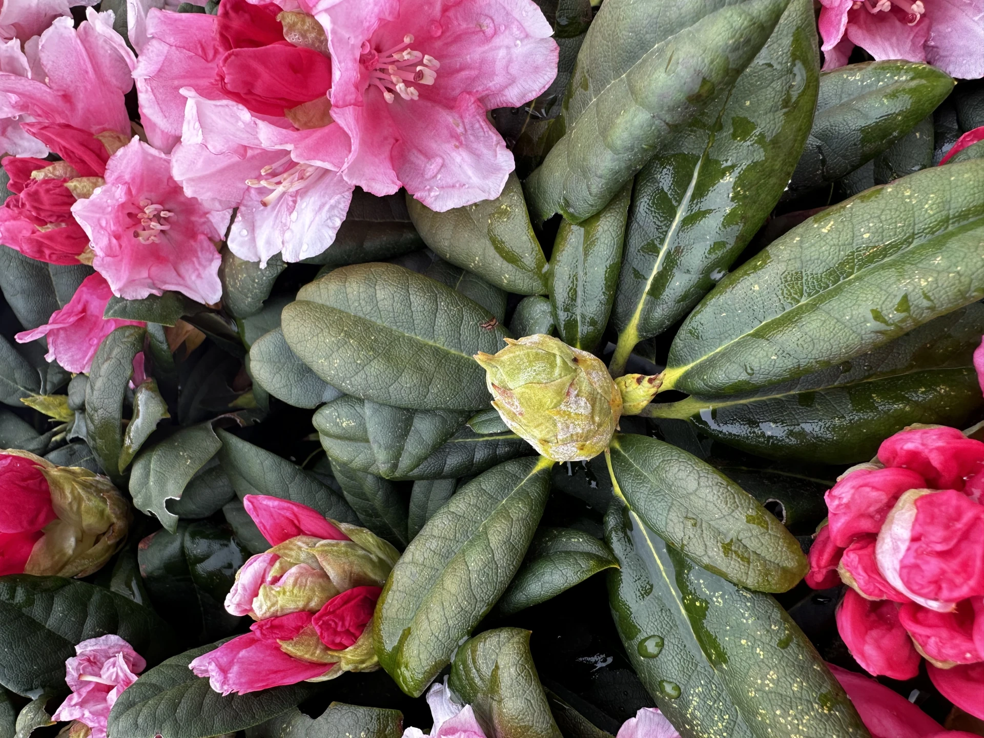 Rhododendron yakushimanum 'Colibri' (Różanecznik jakuszimański 'Colibri')