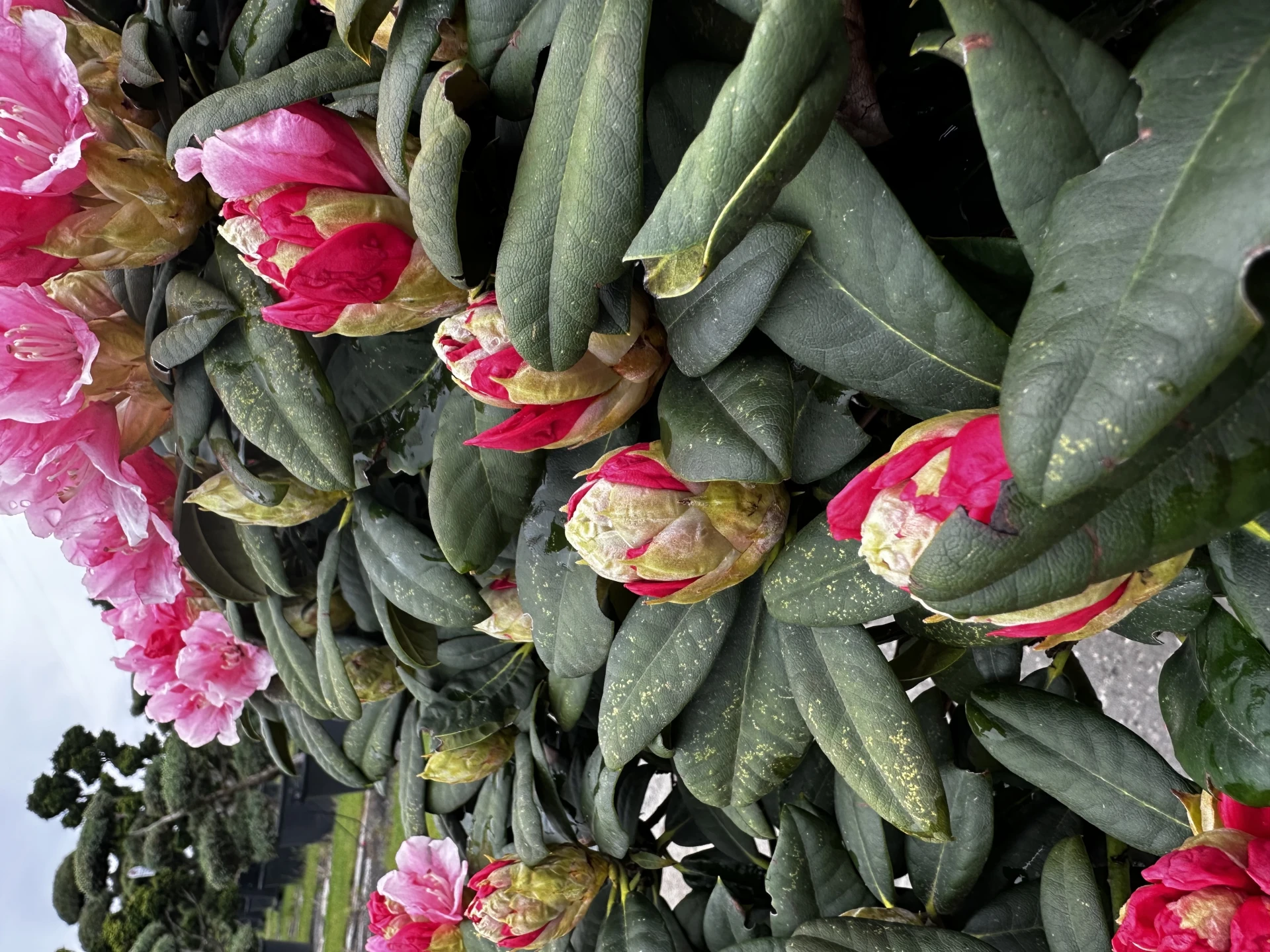 Rhododendron yakushimanum 'Colibri' (Różanecznik jakuszimański 'Colibri')