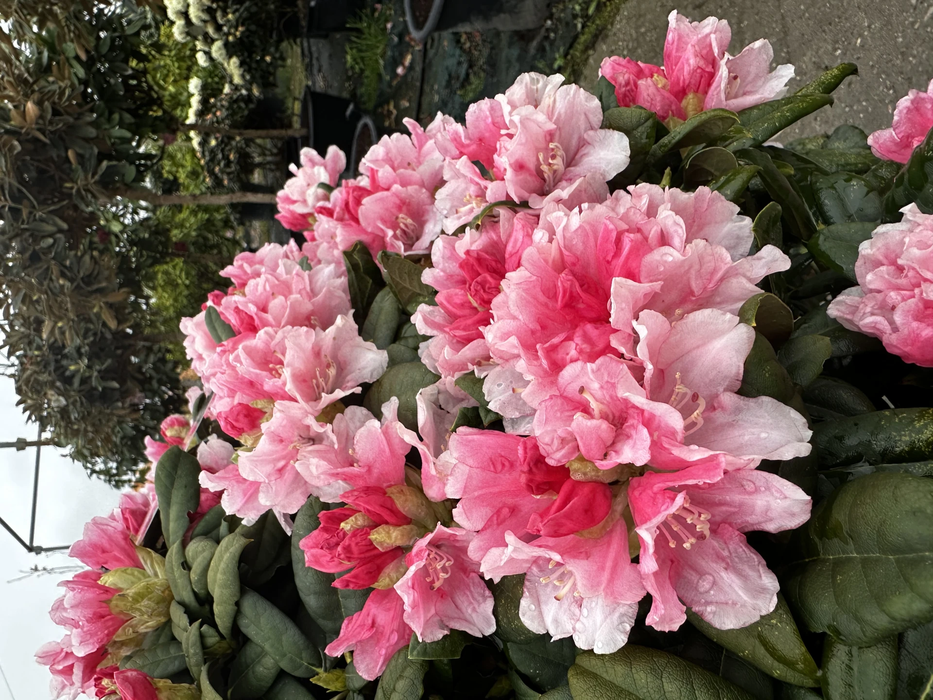 Rhododendron yakushimanum 'Colibri' (Różanecznik jakuszimański 'Colibri')