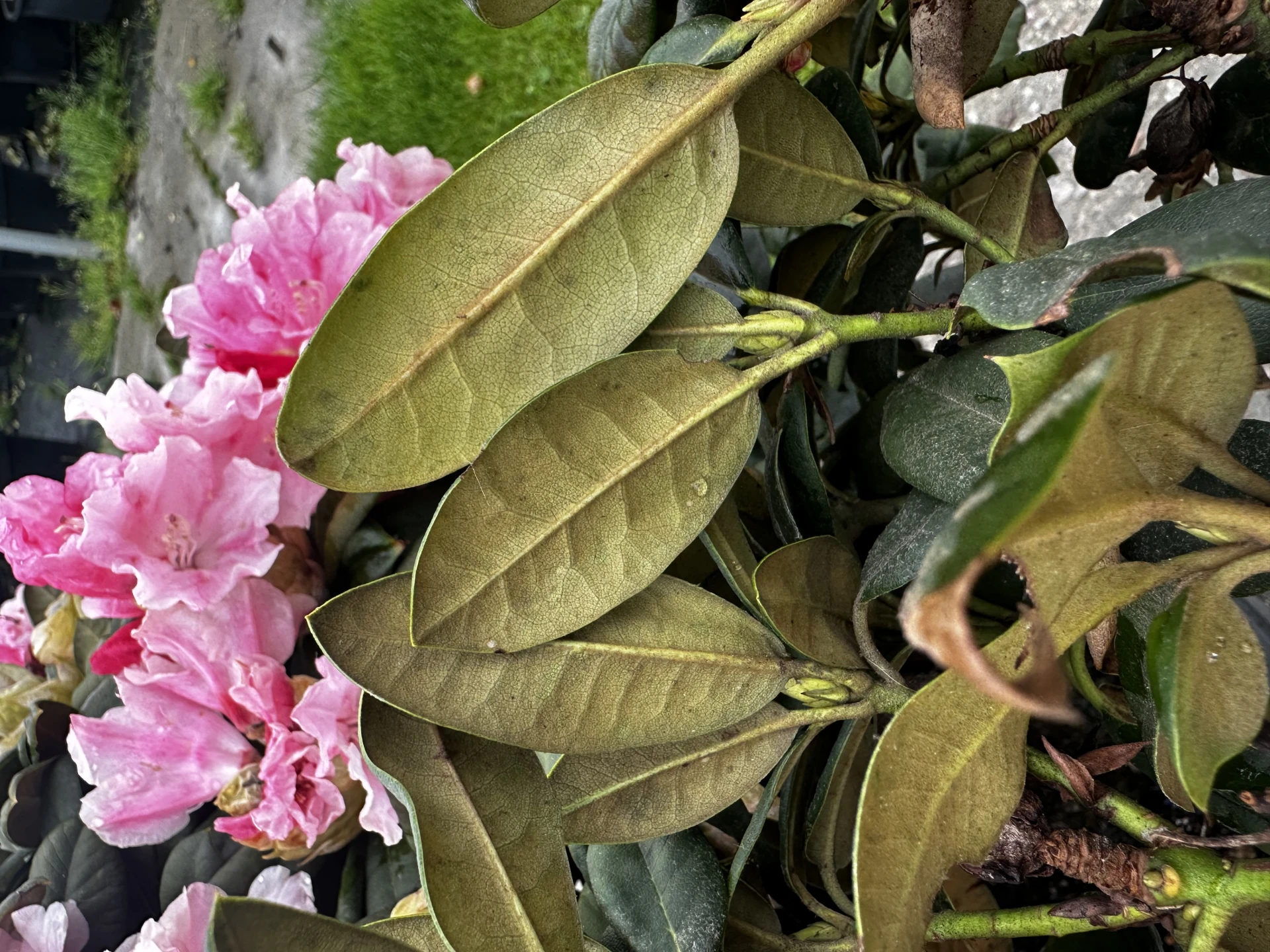 Rhododendron yakushimanum 'Colibri' (Różanecznik jakuszimański 'Colibri')
