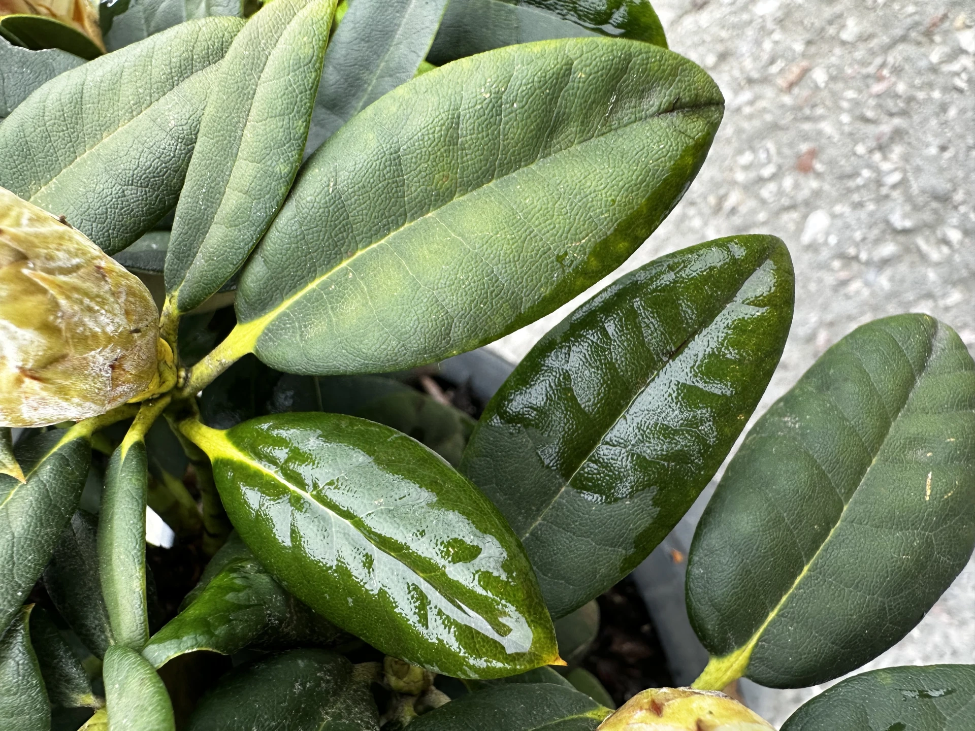 Rhododendron yakushimanum 'Colibri' (Różanecznik jakuszimański 'Colibri')