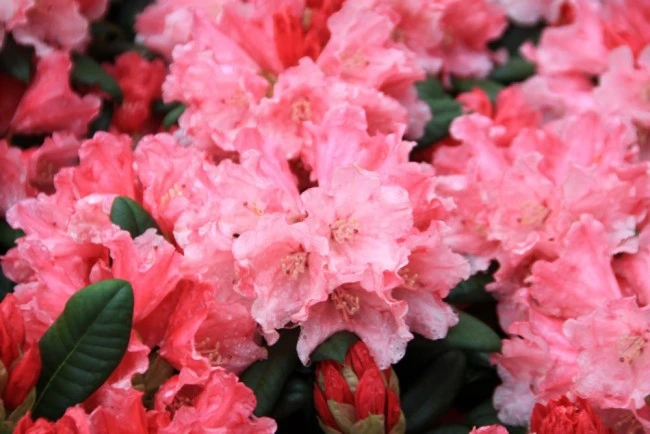 Rhododendron yakushimanum 'Colibri' (Różanecznik jakuszimański 'Colibri')
