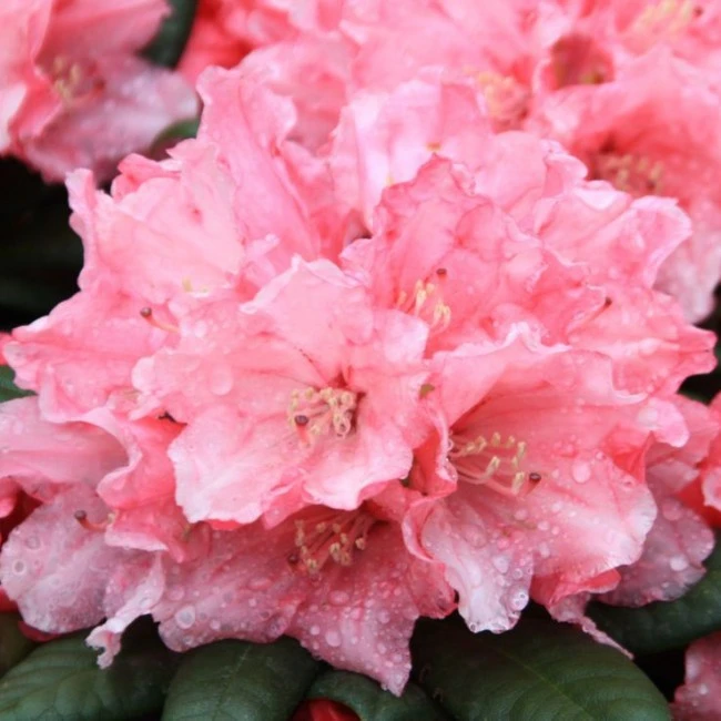 Rhododendron yakushimanum 'Colibri' (Różanecznik jakuszimański 'Colibri')