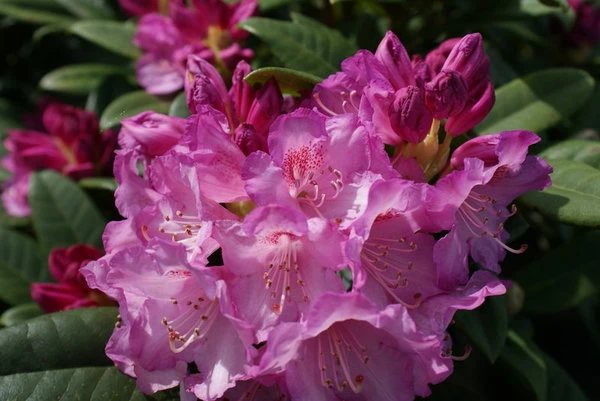 Rhododendron - Hybriden 'Arktis' (Różanecznik - Hybrida 'Arktis')