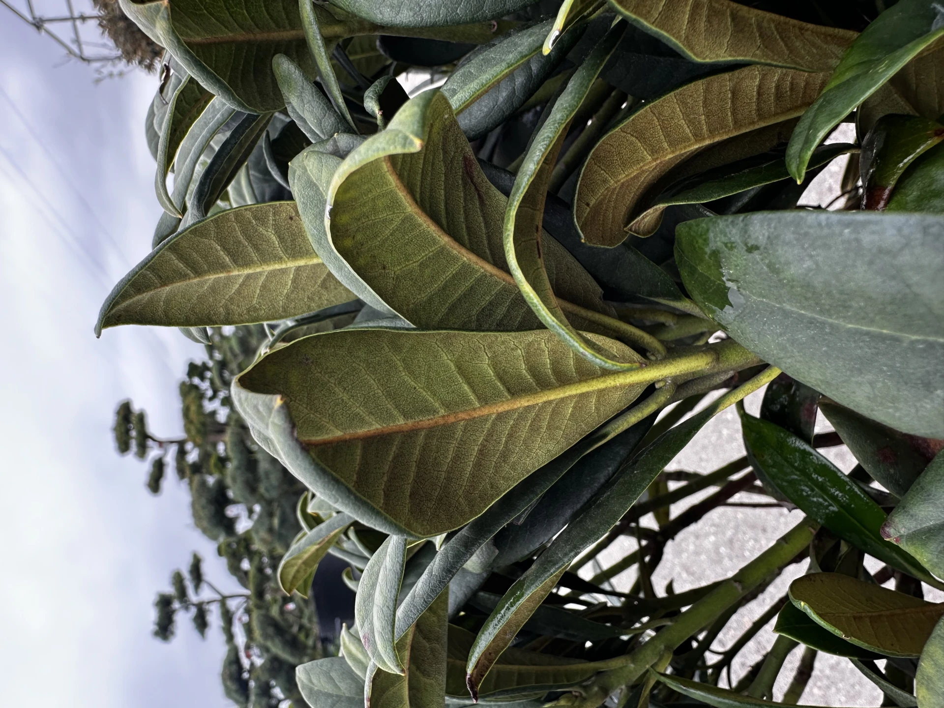 Rhododendron - Hybriden 'Arktis' (Różanecznik - Hybrida 'Arktis')