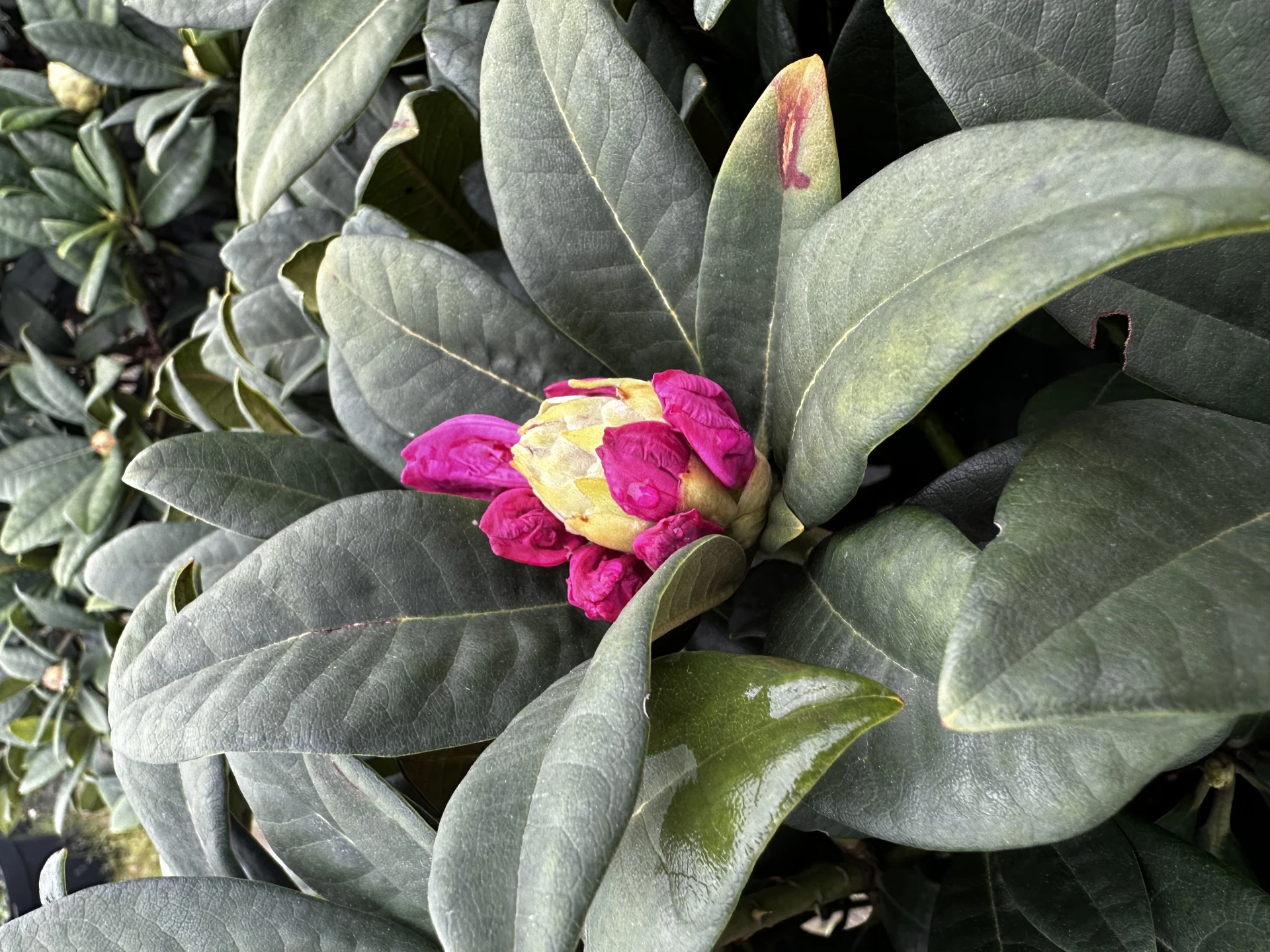 Rhododendron - Hybriden 'Arktis' (Różanecznik - Hybrida 'Arktis')