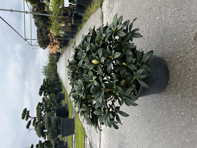 Rhododendron - Hybriden 'Arktis' (Różanecznik - Hybrida 'Arktis')
