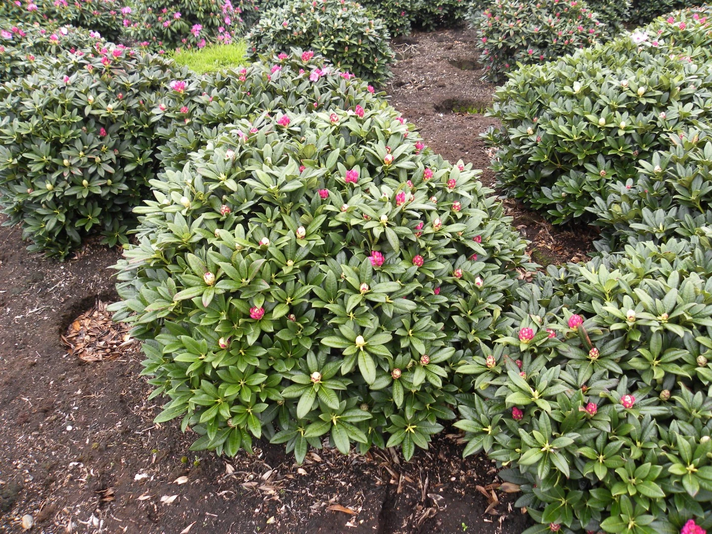 Rhododendron - Hybriden 'Arktis' (Różanecznik - Hybrida 'Arktis')