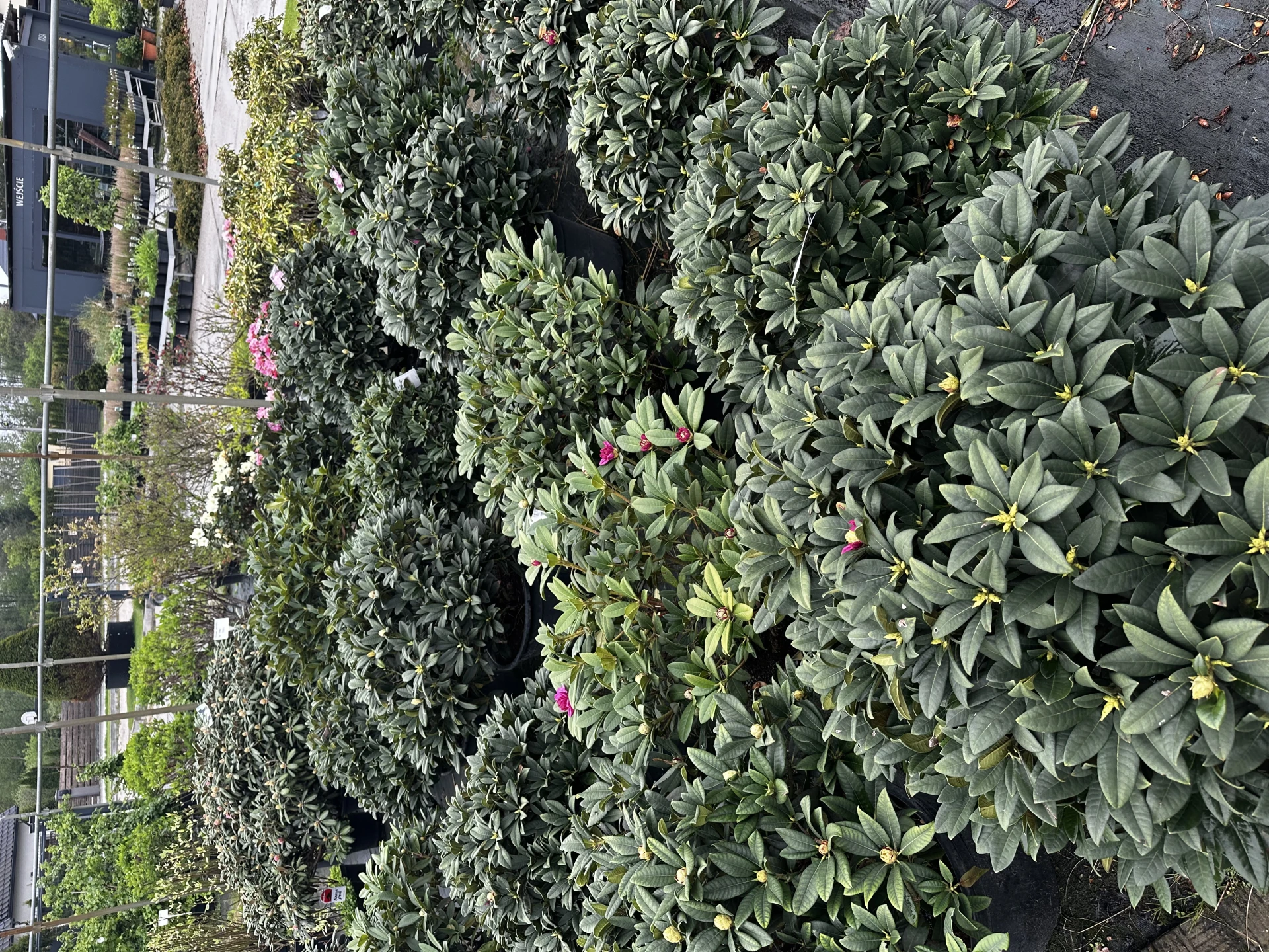 Rhododendron - Hybriden 'Arktis' (Różanecznik - Hybrida 'Arktis')
