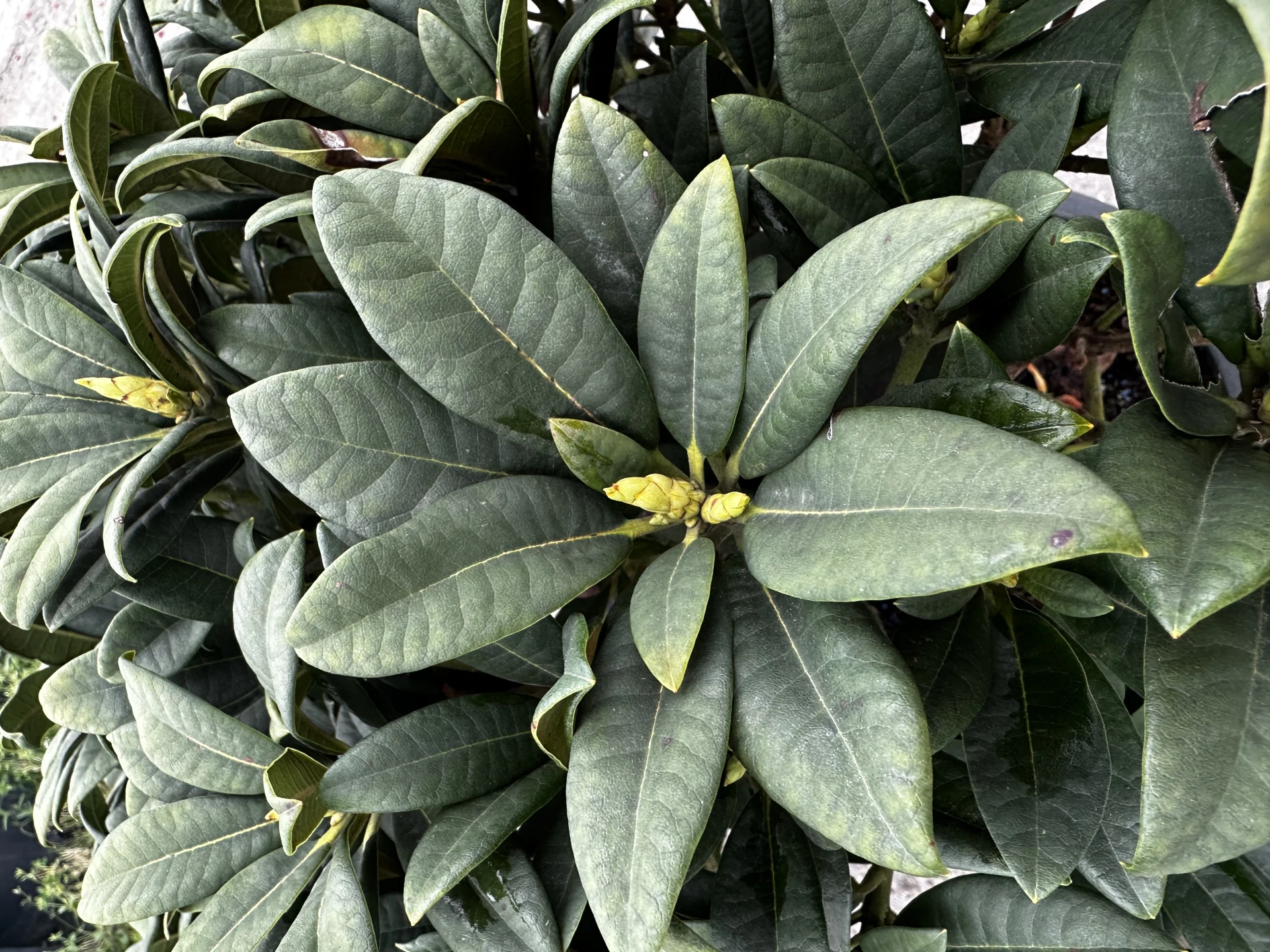 Rhododendron - Hybriden 'Arktis' (Różanecznik - Hybrida 'Arktis')